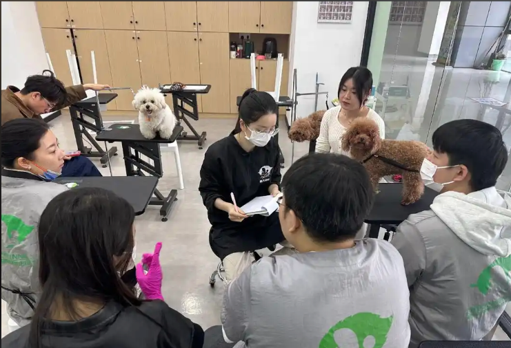郴州市宠物美容培训学校宠物美容培训学校 - 方案